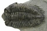 Large, Bug-Eyed Coltraneia Trilobite Fossil - Ofaten, Morocco #381470-3